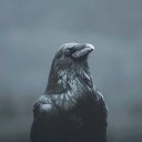 Haydar00 adlı kullanıcı